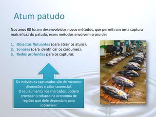 Atum patudoNos anos 80 foram desenvolvidos novos métodos, que permitiram uma captura mais eficaz do patudo, esses métodos envolvem o uso de:Objectos flutuantes (para atrair os atuns),Sonares (para identificar os cardumes),Redes profundas para os capturar.Os indivíduos capturados são de menores dimensões e valor comercial. O seu aumento nos mercados, poderá provocar o colapso na economia de regiões que dele dependam para sobreviver.
