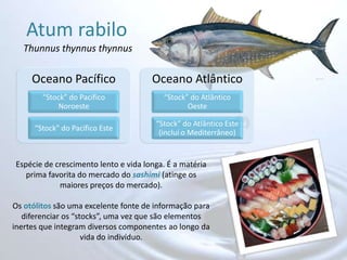 Atum rabilo Thunnus thynnus thynnusEspécie de crescimento lento e vida longa. É a matéria prima favorita do mercado do sashimi (atinge os maiores preços do mercado).Os otólitos são uma excelente fonte de informação para diferenciar os “stocks”, uma vez que são elementos inertes que integram diversos componentes ao longo da vida do indivíduo.