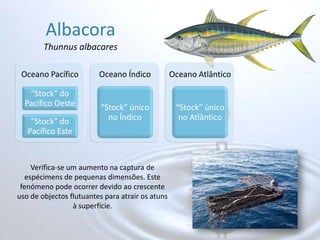 AlbacoraThunnus albacaresVerifica-se um aumento na captura de espécimens de pequenas dimensões. Este fenómeno pode ocorrer devido ao crescente uso de objectos flutuantes para atrair os atuns à superfície.