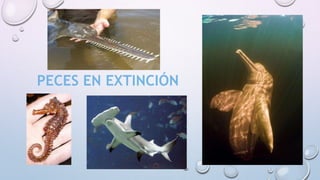 PECES EN EXTINCIÓN
 