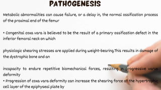 Metabolic abnormalities can cause failure, or a delay in, the normal ossification process
of the proximal end of the femur
• Congenital coxa vara is believed to be the result of a primary ossification defect in the
inferior femoral neck on which
physiologic shearing stresses are applied during weight-bearing.This results in damage of
the dystrophic bone and an
incapacity to endure repetitive biomechanical forces, resulting in progressive varus
deformity
• Progression of coxa vara deformity can increase the shearing force at the hypertrophic
cell layer of the epiphyseal plate by
 