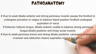 # Due to weak tibialis anterior and strong peroneus muscle causes the forefoot to
undergoes pronation or valgus to balance tripod position hindfoot undergoes
supination or varus
# Extensor hallucis longus, tibialis anterior unable to balance strong peroneus
longus,tibialis posterior and tricep surae muscle.
# Due to weak peroneus brevis and strong tibialis posterior, calcaneus undergoes
inversion and adduction means supination of hind foot occur.
 