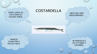 Pesce azzurro | PPT