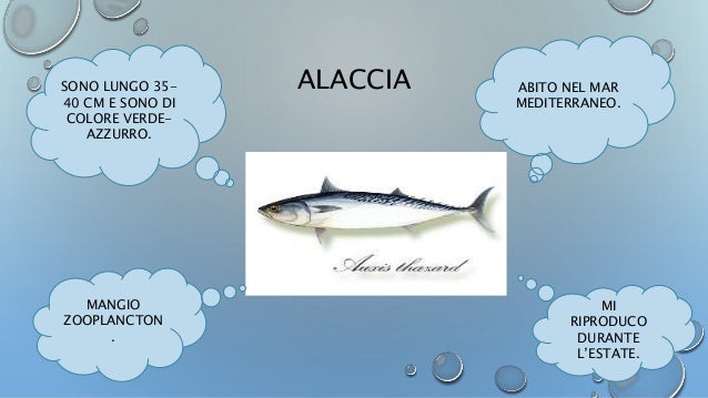Pesce Azzurro