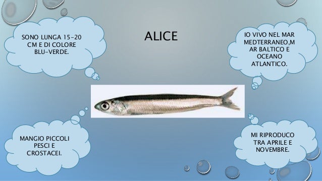 Pesce Azzurro