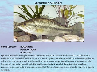 MICROPTERUS SALMOIDES
Nome Comune: BOCCALONE
PERSICO TROTA
BLACK BASS
Appartenente alla famiglia dei Centrarchidae. Corpo abbastanza affusolato con colorazione
variabile a seconda dell’habitat in cui si trova (in genere verdastro sul dorso e bianco-giallastro
sul ventre, con presenza di una linea più o meno scura lungo tutto il corpo; si pensa che tale
linea negli esemplari sia più sbiadita sugli esemplari più vecchi). Caratteristica peculiare:
predatore; bocca molto grande con mascella inferiore leggermente sporgente rispetto a quella
inferiore.
 