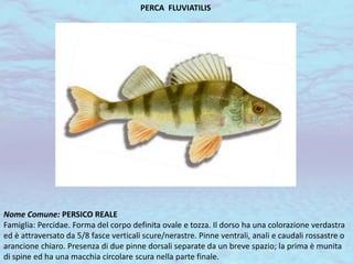 PERCA FLUVIATILIS
Nome Comune: PERSICO REALE
Famiglia: Percidae. Forma del corpo definita ovale e tozza. Il dorso ha una colorazione verdastra
ed è attraversato da 5/8 fasce verticali scure/nerastre. Pinne ventrali, anali e caudali rossastre o
arancione chiaro. Presenza di due pinne dorsali separate da un breve spazio; la prima è munita
di spine ed ha una macchia circolare scura nella parte finale.
 