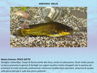 AMEIURUS MELAS
Nome Comune: PESCE GATTO
Famiglia: Ictaluridae. Corpo di forma simile alla tinca, anche la colorazione. Occhi molto piccoli.
La bocca presenta in genere 8 barbigli con organi recettivi molto sviluppati che lo aiutano ad
orientarsi di notte (animale prettamente notturno) Caratteristica peculiare: presenza di aculeo
sulla pinna dorsale e sulle due pinne pettorali.
 
