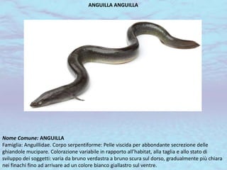 ANGUILLA ANGUILLA
Nome Comune: ANGUILLA
Famiglia: Anguillidae. Corpo serpentiforme: Pelle viscida per abbondante secrezione delle
ghiandole mucipare. Colorazione variabile in rapporto all’habitat, alla taglia e allo stato di
sviluppo dei soggetti: varia da bruno verdastra a bruno scura sul dorso, gradualmente più chiara
nei finachi fino ad arrivare ad un colore bianco giallastro sul ventre.
 