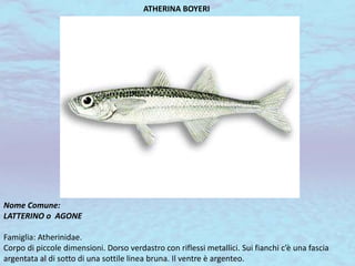 ATHERINA BOYERI
Nome Comune:
LATTERINO o AGONE
Famiglia: Atherinidae.
Corpo di piccole dimensioni. Dorso verdastro con riflessi metallici. Sui fianchi c’è una fascia
argentata al di sotto di una sottile linea bruna. Il ventre è argenteo.
 