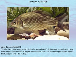 CARASSIUS CARASSIUS
Nome Comune: CARASSIO
Famiglia: Cyprinidae. Corpo molto simile alla “Carpa Regina”; Colorazione verde oliva o bronzo
rossastra più scura sul dorso e progressivamente più chiara sui fianchi che presentano riflessi
dorati. Assenza totale dei barbigli.
 