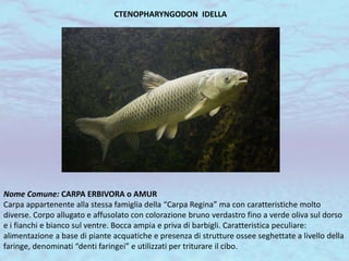 CTENOPHARYNGODON IDELLA
Nome Comune: CARPA ERBIVORA o AMUR
Carpa appartenente alla stessa famiglia della “Carpa Regina” ma con caratteristiche molto
diverse. Corpo allugato e affusolato con colorazione bruno verdastro fino a verde oliva sul dorso
e i fianchi e bianco sul ventre. Bocca ampia e priva di barbigli. Caratteristica peculiare:
alimentazione a base di piante acquatiche e presenza di strutture ossee seghettate a livello della
faringe, denominati “denti faringei” e utilizzati per triturare il cibo.
 