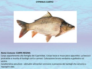 CYPRINUS CARPIO
Nome Comune: CARPA REGINA
Carpa appartenente alla famiglia dei Cyprinidae. Corpo tozzo e muso poco appuntito. La bocca è
protrattile e munita di barbigli corti e carnosi. Colorazione bruno verdastra e giallastra sul
ventre.
Caratteristica peculiare : abitudini alimentari onnivore e presenza dei barbigli che servono x
repcepire cibo.
 