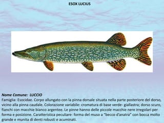 ESOX LUCIUS
Nome Comune: LUCCIO
Famiglia: Esocidae. Corpo allungato con la pinna dorsale situata nella parte posteriore del dorso,
vicino alla pinna caudale. Colorazione variabile: cromatura di base verde- giallastra; dorso scuro,
fianchi con macchie bianco argentee. Le pinne hanno delle piccole macchie nere irregolari per
forma e posizione. Caratteristica peculiare: forma del muso a “becco d’anatra” con bocca molto
grande e munita di denti robusti e acuminati.
 