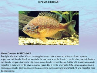 LEPOMIS GIBBOSUS
Nome Comune: PERSICO SOLE
Famiglia: Centrarchidae. Corpo tondeggiante con colorazione accentuata: dorso e parte
superiore dei fianchi di colore variabile da marrone a verde dorato o verde oliva; parte inferiore
dei fianchi progressivamente più chiara procedendo verso il basso. Sui fianchi si osservano varie
macchie o striature verde oliva, arancio, rosso, blu o verde smeraldo. Riflessi blu verdastri più o
meno accentuati. Dietro agli occhi (in prossimità delle aperture branchiali) c’è una macchia nera
bordata rosso.
 