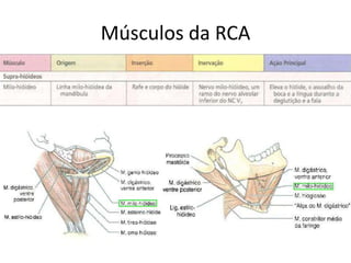 Pescoço - anatomia - o que um médico generalista precisa saber de ...
