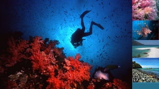 แนวทางโครงการ PES ในระบบนิเวศทะลและชายฝั่ง
 