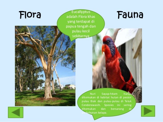 Unduh 950 Koleksi Gambar Flora Dan Fauna Di Papua Terbaik Gratis