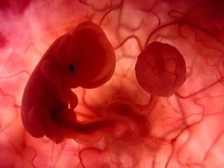 Um feto de poucas semanas encontra-se  no interior do útero de sua mãe. 