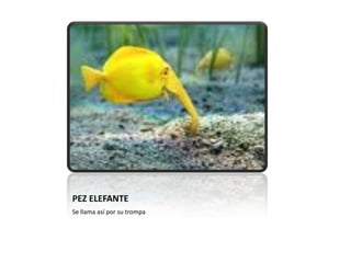 PEZ ELEFANTE Se llama así por su trompa