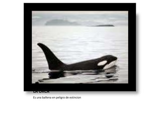 LA ORCA Es una ballena en peligro de estincion