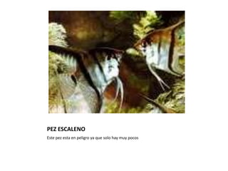 PEZ ESCALENOEste pez esta en peligro ya que solo hay muy pocos