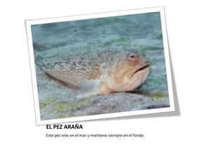 EL PEZ ARAÑAEste pez vive en el mar y mantiene siempre en el fondo
