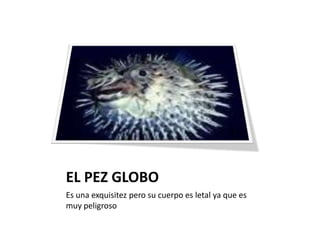 EL PEZ GLOBOEs una exquisitez pero su cuerpo es letal ya que es muy peligroso
