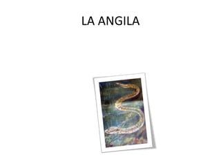 LA ANGILA