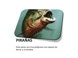 PIRAÑAS Estos peses son muy peligrosos son capases de borrar a un hombre