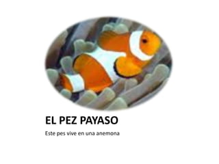 EL PEZ PAYASO Este pes vive en una anemona