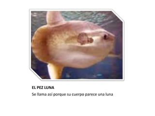 EL PEZ LUNASe llama así porque su cuerpo parece una luna