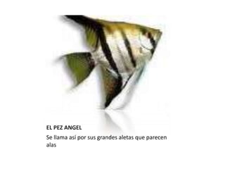 EL PEZ ANGELSe llama así por sus grandes aletas que parecen alas