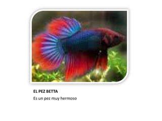 EL PEZ BETTA Es un pez muy hermoso