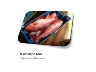 EL PEZ PARDO ROJO Este pez es comestible y muy rico