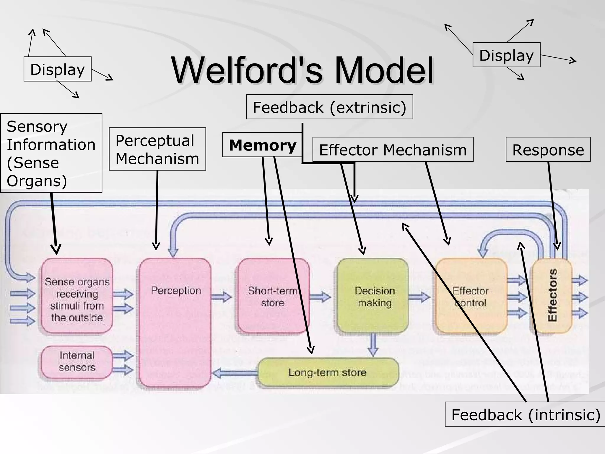 Welford's Model Display Sensory  Information (Sense Organs) Perceptual Mechanism Display Memory Effector Mechanism Response Feedback (intrinsic) Feedback (extrinsic) 