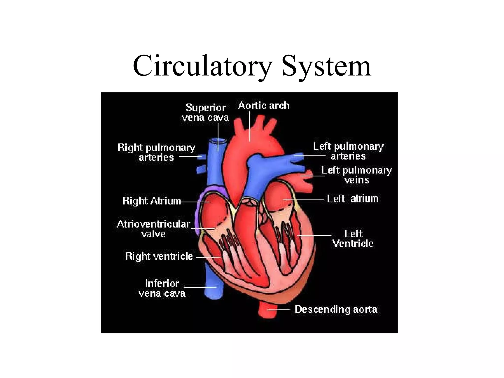 Circulatory System 