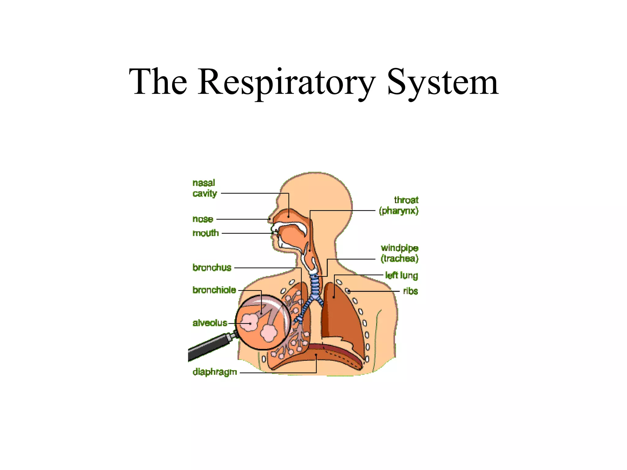 The Respiratory System 