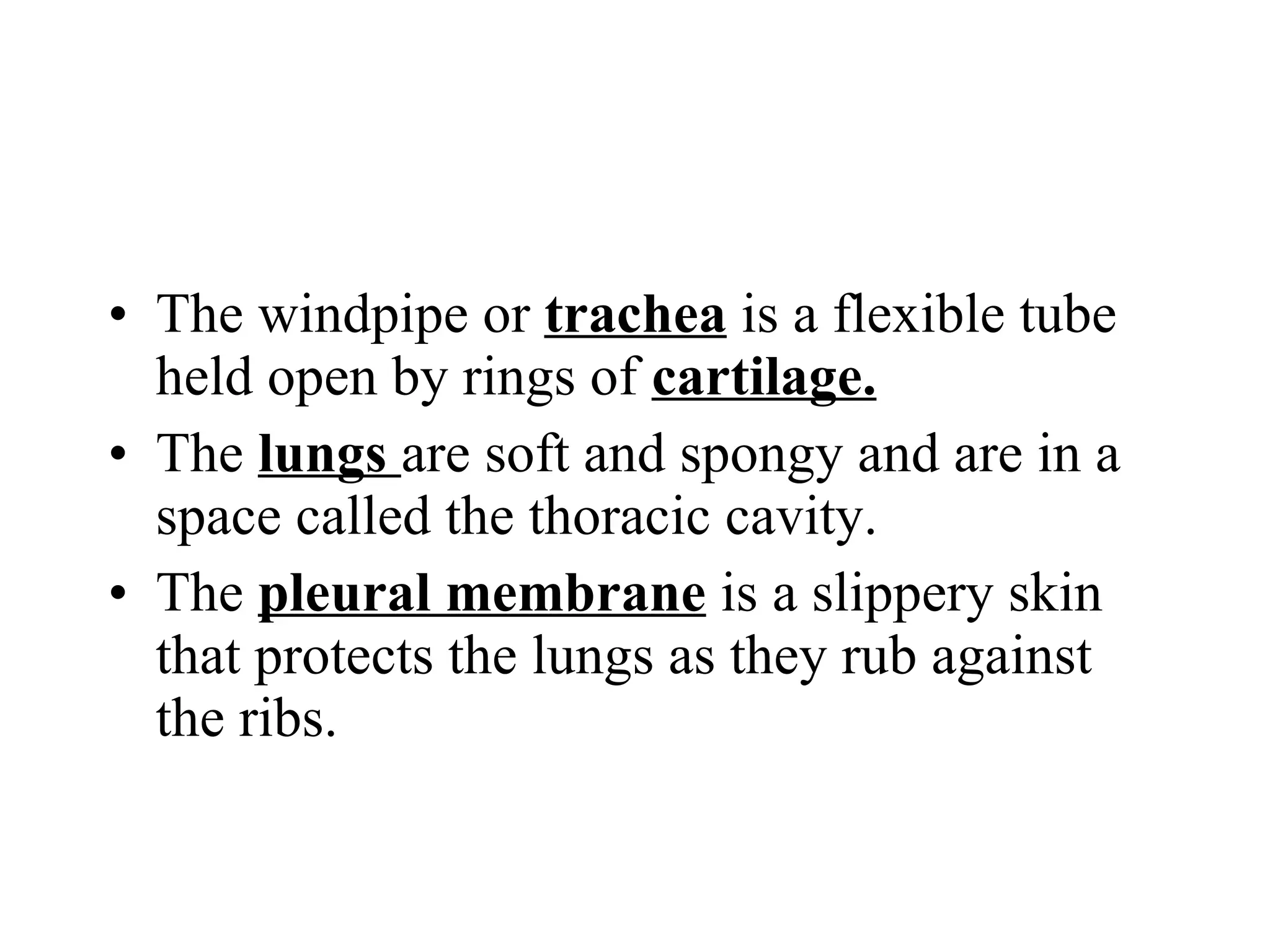 The windpipe or  trachea  is a flexible tube held open by rings of  cartilage. The  lungs  are soft and spongy and are in a space called the thoracic cavity. The  pleural membrane  is a slippery skin that protects the lungs as they rub against the ribs. 