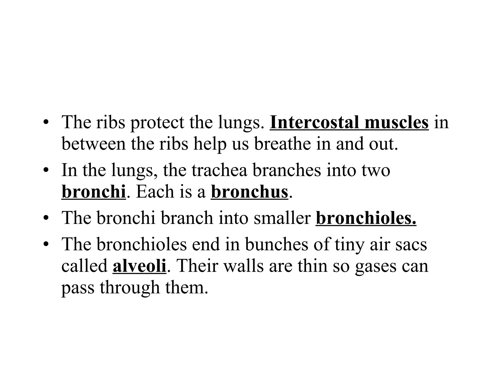 The ribs protect the lungs.  Intercostal muscles  in between the ribs help us breathe in and out. In the lungs, the trachea branches into two  bronchi . Each is a  bronchus . The bronchi branch into smaller  bronchioles. The bronchioles end in bunches of tiny air sacs called  alveoli . Their walls are thin so gases can pass through them. 