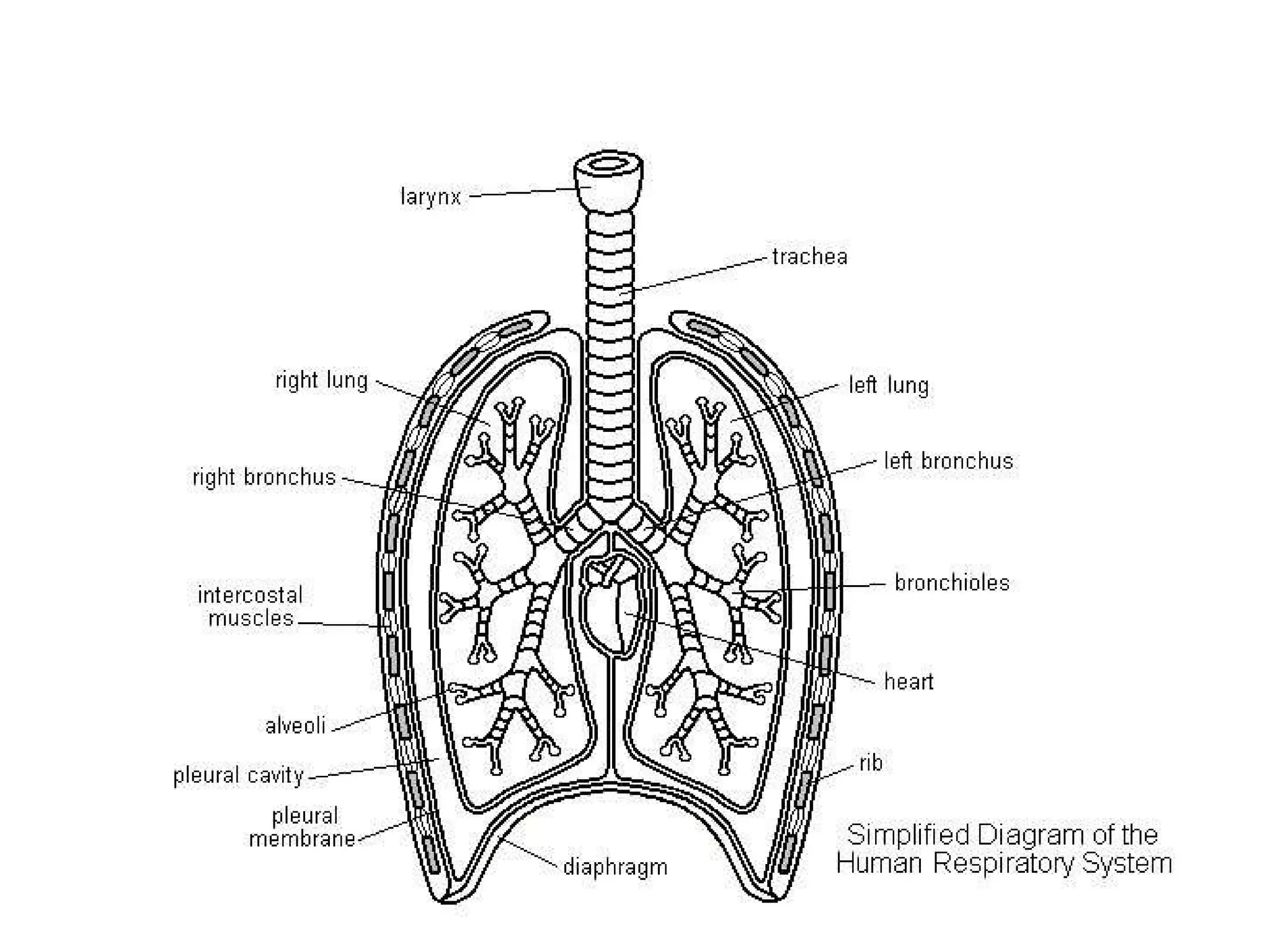 The Lungs 