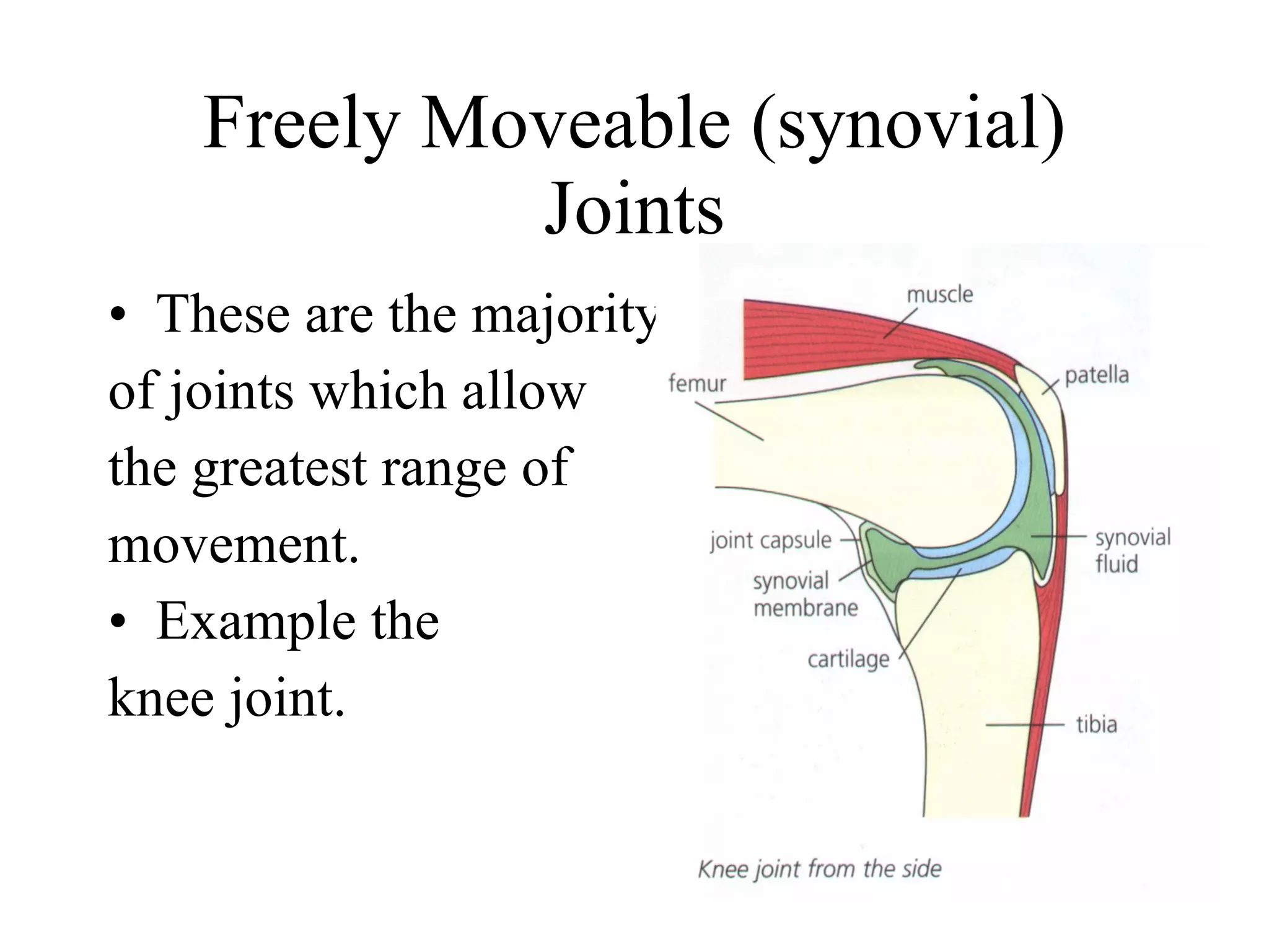 Freely Moveable (synovial) Joints These are the majority  of joints which allow  the greatest range of  movement.  Example the  knee joint. 