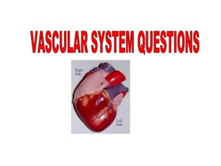VASCULAR SYSTEM QUESTIONS 