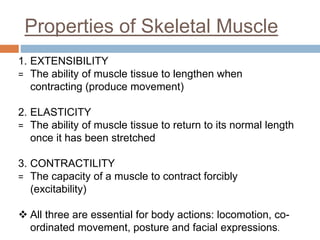 Properties of Skeletal Muscle
1. EXTENSIBILITY
= The ability of muscle tissue to lengthen when
contracting (produce movement)
2. ELASTICITY
= The ability of muscle tissue to return to its normal length
once it has been stretched
3. CONTRACTILITY
= The capacity of a muscle to contract forcibly
(excitability)
 All three are essential for body actions: locomotion, co-
ordinated movement, posture and facial expressions.
 