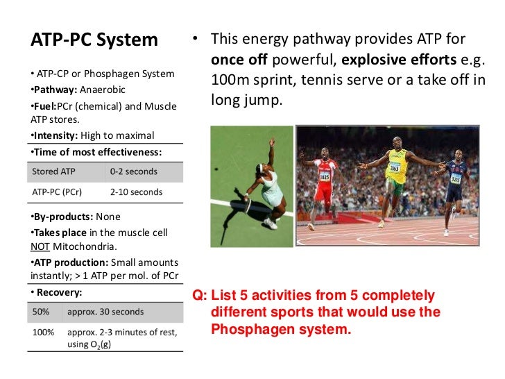 atp pc resynthesis atp pc resynthesis