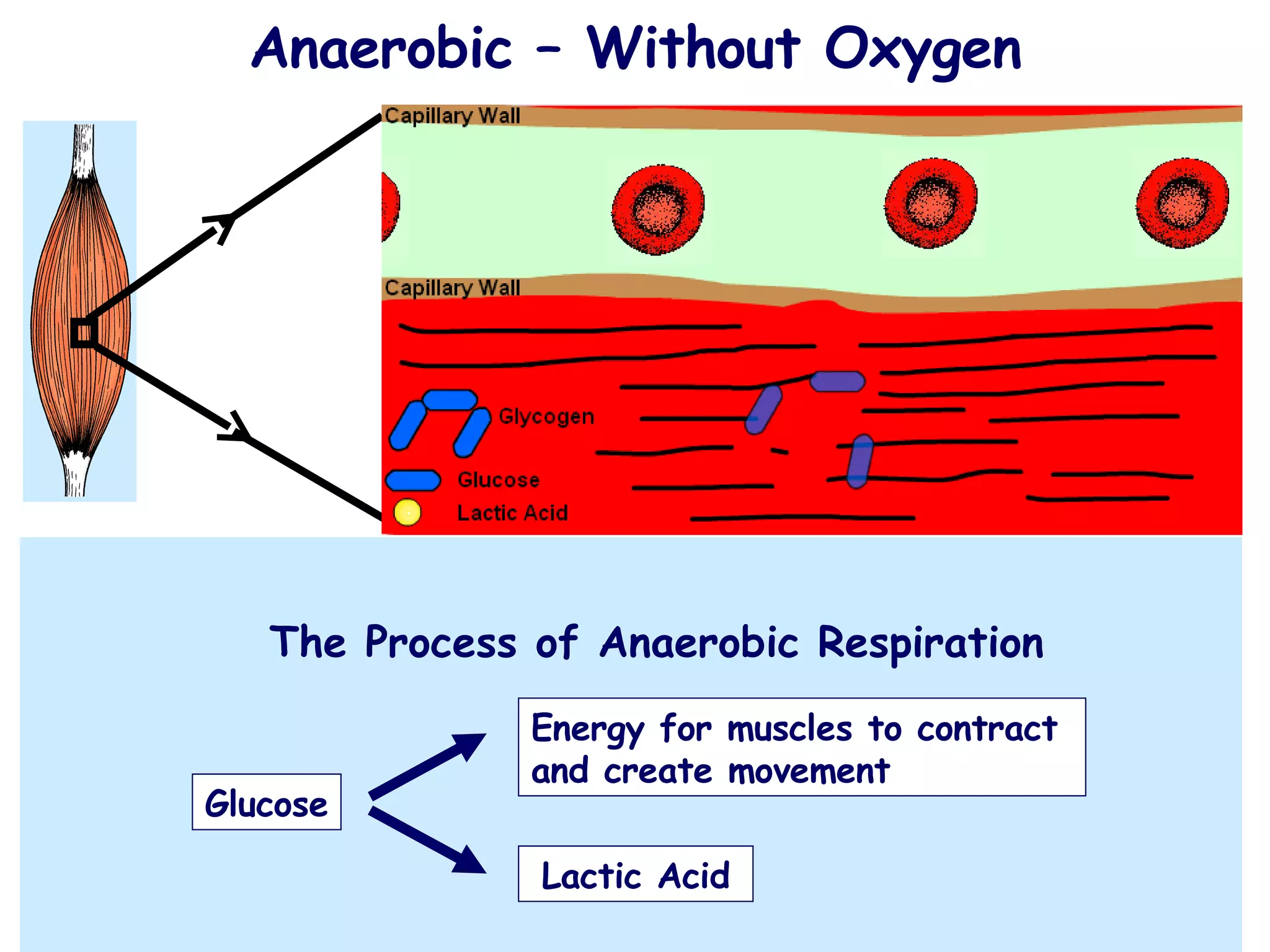 Anaerobic respiration involves the release of a little energy, very quickly from the incomplete breakdown of glucose without using   oxygen ,   inside the cells. 1. Glucose is made available by the breakdown of glycogen stored in the working muscles. 2.   The glucose is used by the muscles of the body to produce energy, without the use of oxygen. 3.   This process creates lactic acid, which passes back into the blood for removal. Anaerobic – Without Oxygen The Process of Anaerobic Respiration Glucose Energy for muscles to contract and create movement Lactic Acid 