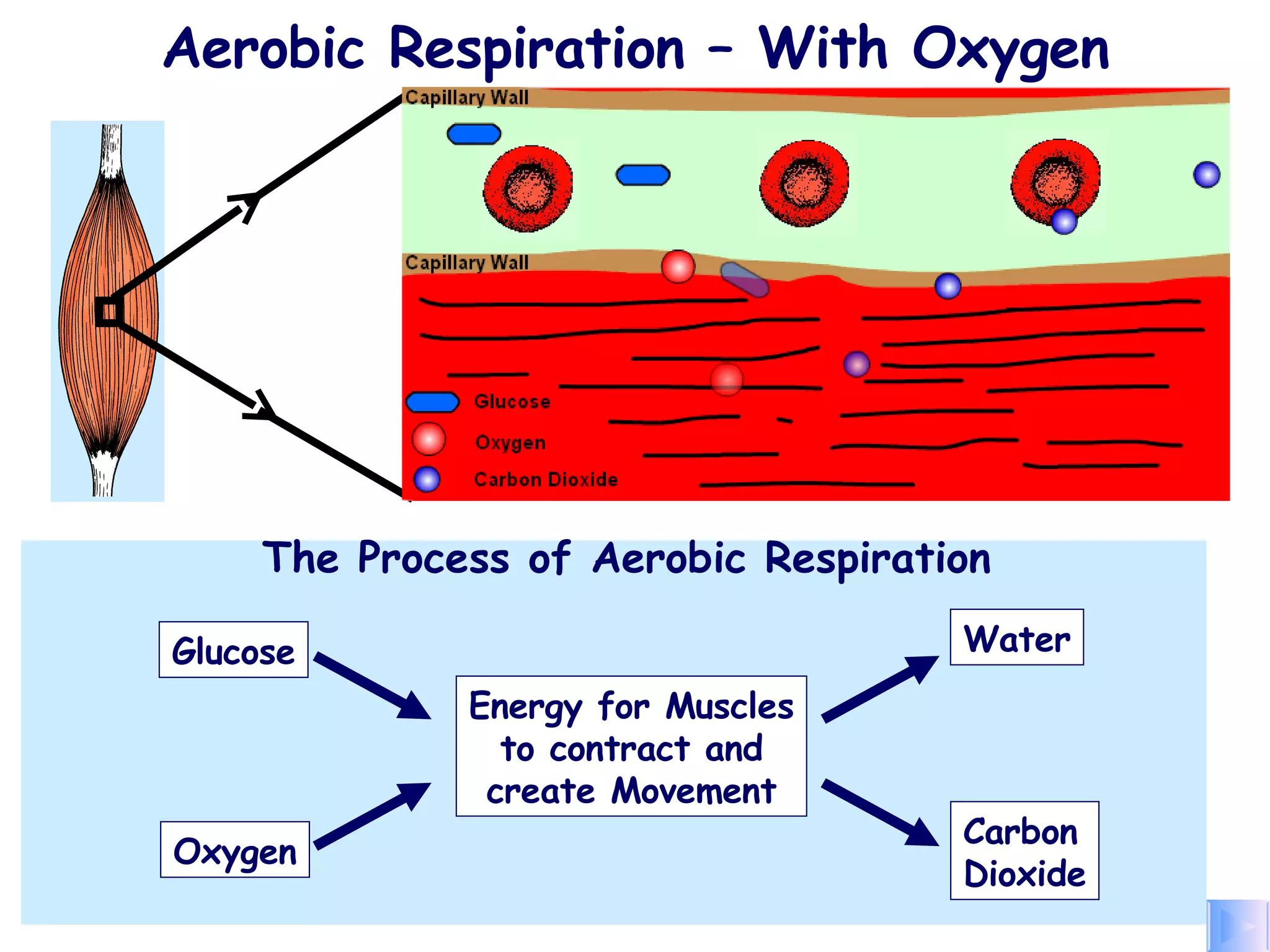 Aerobic Respiration – With Oxygen 1. Glucose  and  oxygen  are transported to the working muscles by the blood. Aerobic respiration involves the release of energy from the   slow   breakdown of glucose   using   oxygen ,   inside the cells. 2. Glucose and oxygen are then used by the muscles of the body to produce energy. 3. This process creates  carbon dioxide  and  water . 4. The carbon dioxide passes back into the blood for removal. The Process of Aerobic Respiration  Energy for Muscles to contract and create Movement Water Carbon Dioxide Glucose Oxygen 