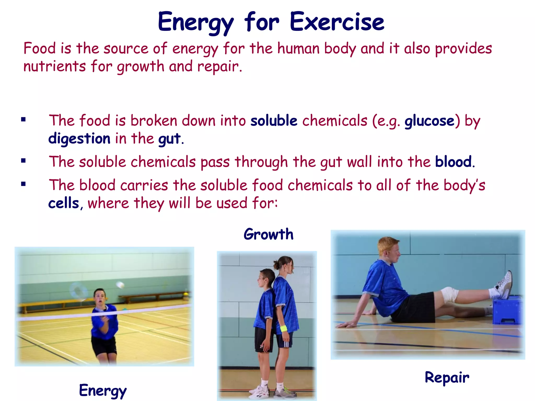 Energy for Exercise The food is broken down into  soluble  chemicals (e.g.  glucose ) by  digestion  in the  gut . The soluble chemicals pass through the gut wall into the  blood . The blood carries the soluble food chemicals to all of the body’s  cells ,  where they will be used for: Energy Growth Repair Food is the source of energy for the human body and it also provides nutrients for growth and repair.  