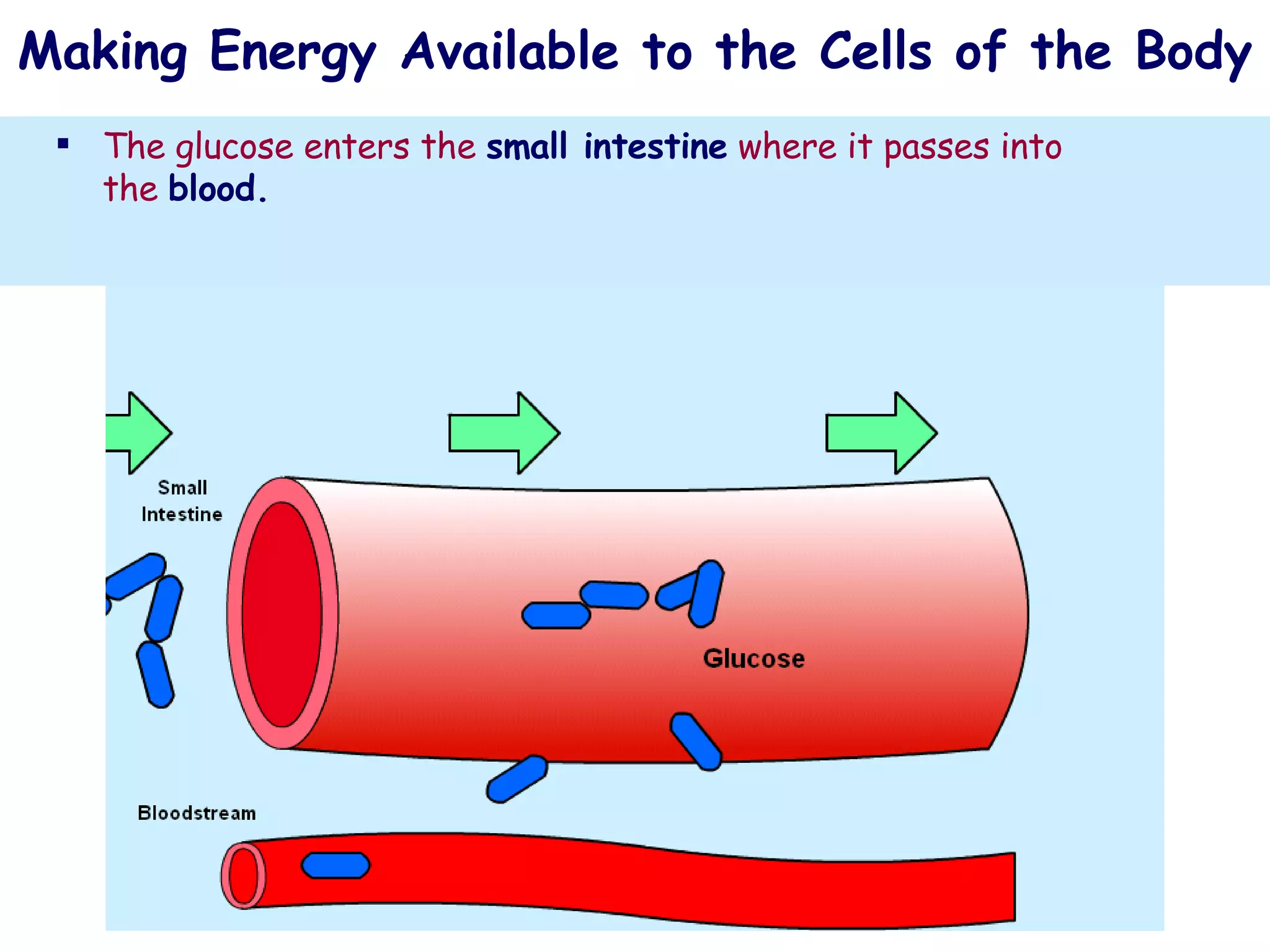 The muscles of the body use both   carbohydrates   and   fats   to   produce   energy. The following diagram shows how carbohydrates are used. Making Energy Available to the Cells of the Body  Carbohydrates   in the form of   starch   gained from foods such as   pasta, bread and potatoes   are eaten. The starch is   digested   in the gut and turned into   glucose   molecules. The glucose enters the   small intestine   where it passes into the   blood.   
