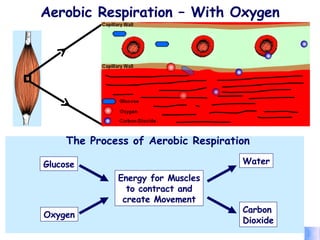 Aerobic Respiration – With Oxygen 1. Glucose  and  oxygen  are transported to the working muscles by the blood. Aerobic respiration involves the release of energy from the   slow   breakdown of glucose   using   oxygen ,   inside the cells. 2. Glucose and oxygen are then used by the muscles of the body to produce energy. 3. This process creates  carbon dioxide  and  water . 4. The carbon dioxide passes back into the blood for removal. The Process of Aerobic Respiration  Energy for Muscles to contract and create Movement Water Carbon Dioxide Glucose Oxygen 